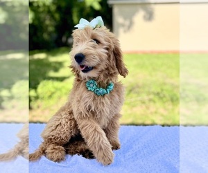 Goldendoodle Puppy for sale in APOPKA, FL, USA