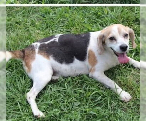 Medium Photo #4 Beagle Puppy For Sale in Dunnellon, FL, USA
