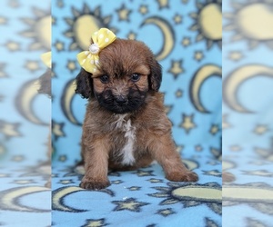 Pom-A-Poo Puppy for sale in OXFORD, PA, USA
