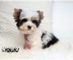 Small Photo #4 Yorkshire Terrier Puppy For Sale in KELLER, TX, USA