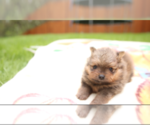 Small Photo #2 Pomeranian Puppy For Sale in EVERETT, WA, USA