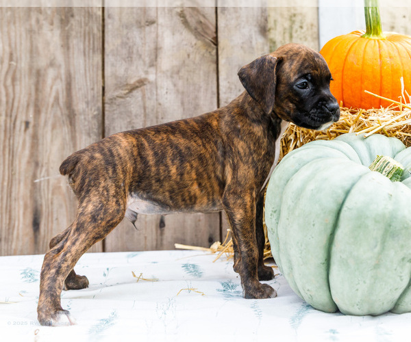 Medium Photo #58 Boxer Puppy For Sale in WAKARUSA, IN, USA
