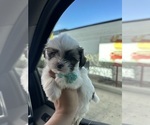 Small Photo #8 Maltipoo Puppy For Sale in ALBUQUERQUE, NM, USA