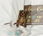 Small #1 Goldendoodle (Miniature)