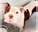 Small #1 American Pit Bull Terrier
