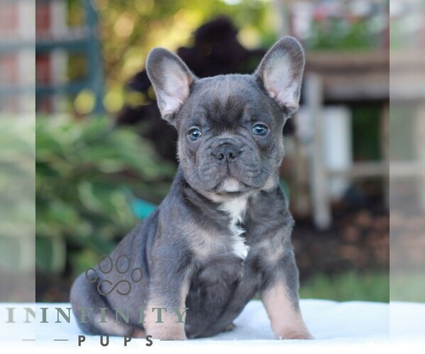 Medium Photo #1 French Bulldog Puppy For Sale in LITITZ, PA, USA