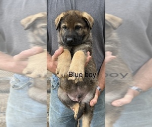 German Shepherd Dog Puppy for sale in GREENVILLE, GA, USA