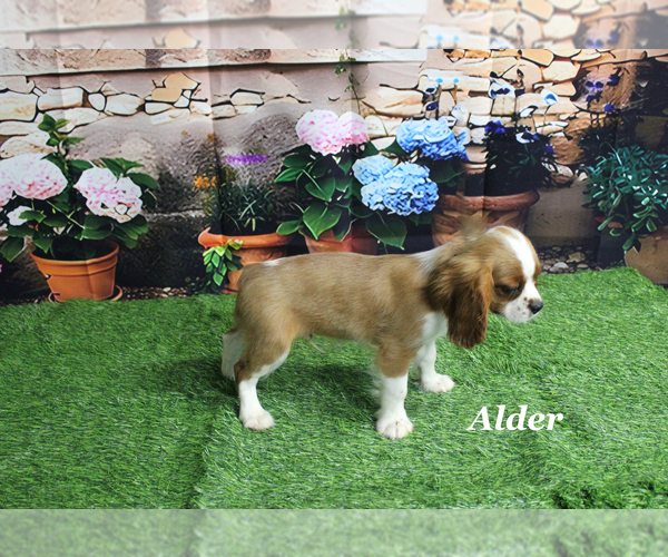 Medium Photo #16 Cavalier King Charles Spaniel Puppy For Sale in CHANUTE, KS, USA