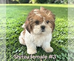 Small #5 Shih Tzu