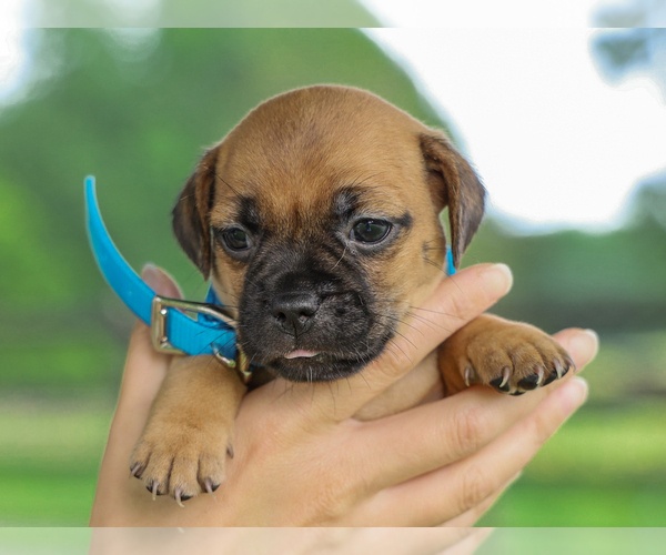 Medium Photo #3 Jug Puppy For Sale in LIBERTY, KY, USA