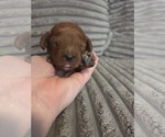 Small #1 Golden Retriever-Poodle (Toy) Mix