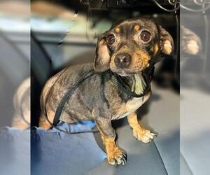 Dachshund Dogs for adoption in San Antonio, TX, USA