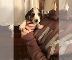 Beabull-Dachshund Mix Puppy for sale in LADD, IL, USA