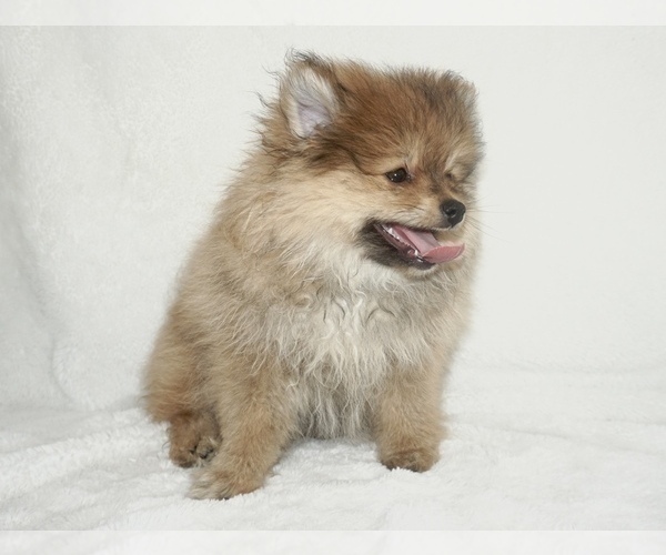Full screen Photo #1 Pomeranian Puppy For Sale in WEST BLOOMFIELD, MI, USA