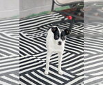 Small #7 Chihuahua
