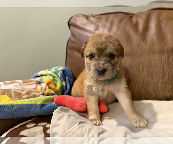 Medium Photo #6 Collie-Unknown Mix Puppy For Sale in Holly Springs, NC, USA