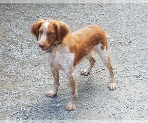 Brittany Puppy for sale in BLOSSBURG, PA, USA