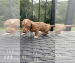 Small #17 Dachshund