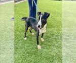 Small #1 American Pit Bull Terrier