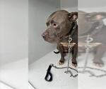 Small American Pit Bull Terrier Mix