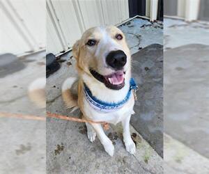 Great Pyrenees Dogs for adoption in Temple, TX, USA