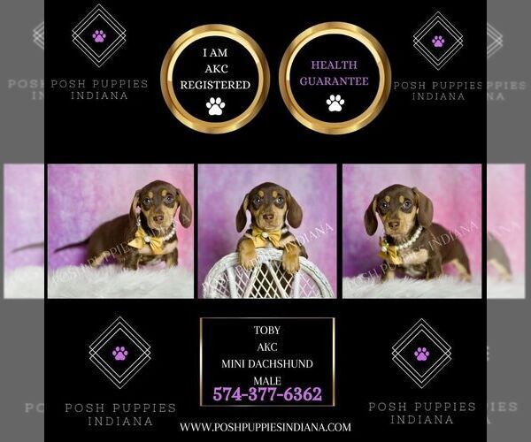 Medium Photo #2 Dachshund Puppy For Sale in WARSAW, IN, USA