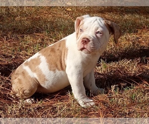 American Bully Puppy for sale in PEACHTREE CORNERS, GA, USA