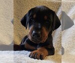 Puppy Toby Doberman Pinscher