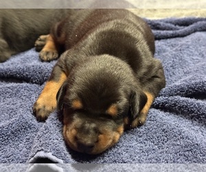 Doberman Pinscher Puppy for Sale in NEWTON, North Carolina USA