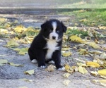 Puppy Buddy Australian Shepherd