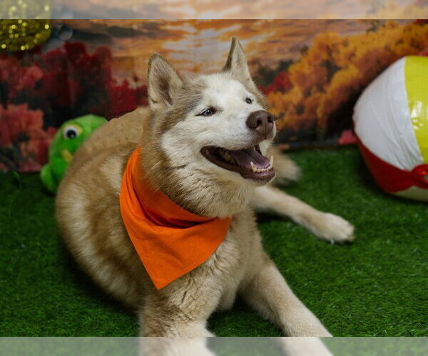 Medium Photo #2 Siberian Husky Puppy For Sale in Placerville, CA, USA