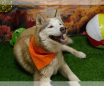 Small #1 Siberian Husky