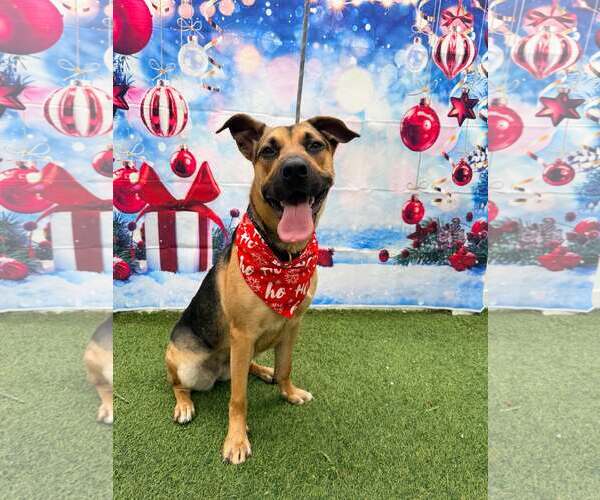 Medium Photo #5 German Shepherd Dog Puppy For Sale in Pompano Beach , FL, USA