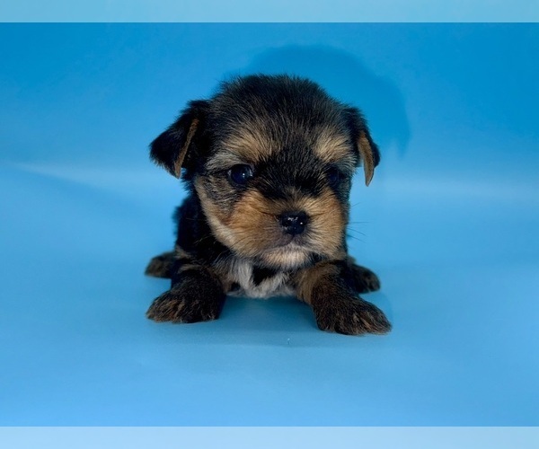 Medium Photo #3 Yorkshire Terrier Puppy For Sale in SANDY HOOK, KY, USA