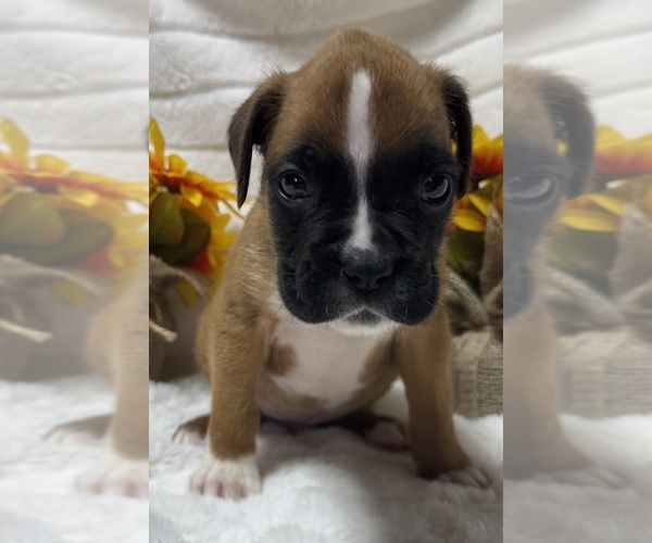 Medium Photo #3 Boxer Puppy For Sale in PAWNEE CITY, NE, USA