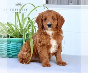 Cavapoo Puppy for sale in BIRD IN HAND, PA, USA