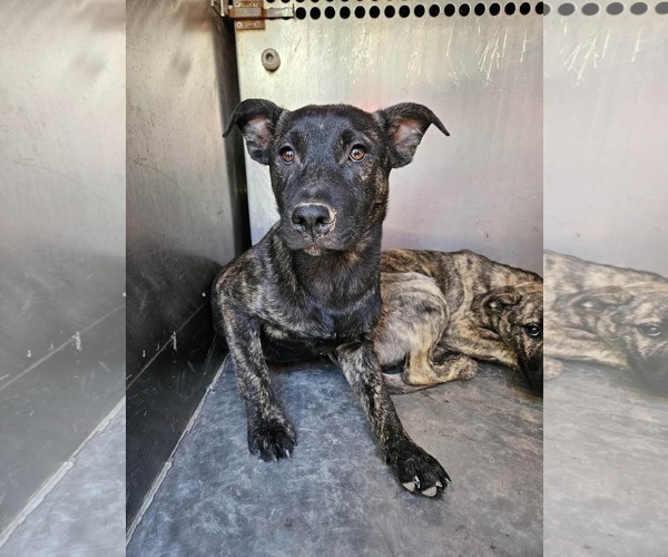 Medium Photo #1 Mutt Puppy For Sale in El Centro, CA, USA