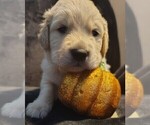 Puppy Yellow boy Golden Retriever