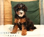 Small #2 Bernedoodle (Miniature)