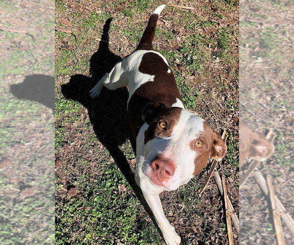 Medium Photo #3 Mutt Puppy For Sale in Boston, MA, USA