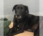Small #6 Labrador Retriever Mix