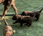 Small Photo #5 Labradoodle Puppy For Sale in CANFIELD, OH, USA