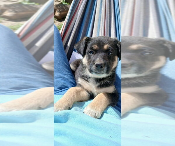 Medium Photo #1 Shepradors Puppy For Sale in Aurora, IN, USA