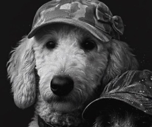 Mother of the Goldendoodle puppies born on 03/05/2026