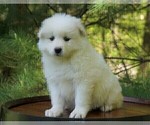 Small Photo #4 Samoyed Puppy For Sale in FREDERICKSBURG, OH, USA