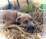 Small #5 Black Mouth Cur-Catahoula Leopard Dog Mix