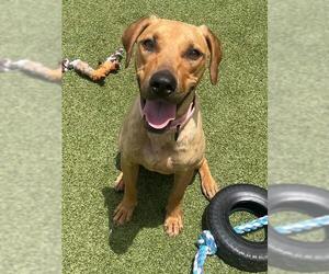 Catahoula Leopard Dog-Unknown Mix Dogs for adoption in Naples, FL, USA