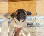 Small #2 Akita