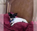 Small #2 Chihuahua Mix