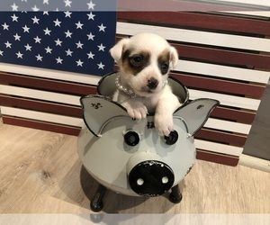 Medium Jack Russell Terrier